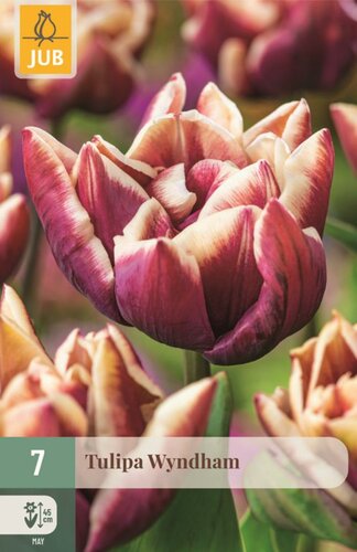 WYNDHAM TULIPA