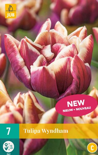 WYNDHAM TULIPA