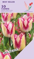 Tulp Yasmine 10 tulpen - afbeelding 2