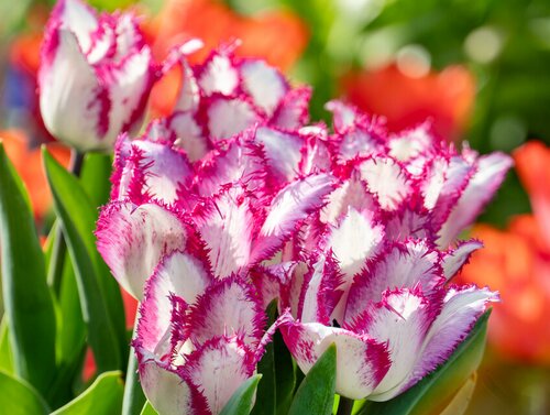 Tulp Yasmine 10 tulpen - afbeelding 2