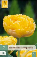 Tulp Yellow Pompenette 7 bollen - afbeelding 3
