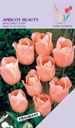 Tulpen Apricot Beauty 12 bollen - afbeelding 1