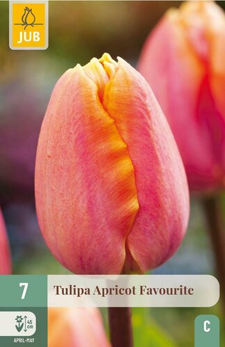Tulpen apricot favourite 7 tulpenbollen - afbeelding 2