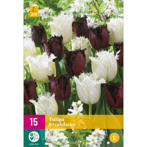 Tulpen breakdance mix 15 bollen - afbeelding 1