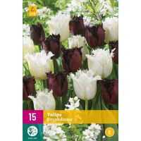 Tulpen breakdance mix 15 bollen - afbeelding 1