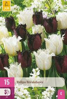 Tulpen breakdance mix 15 bollen - afbeelding 2