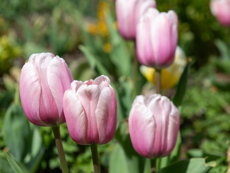 Tulpen Darwin hybriden kopen | - Bloembollen Kopen? | Goedkoop Bloembollen online Bestellen