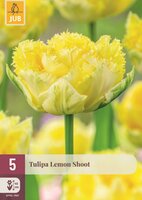 Tulpen lemon shoot 5 bollen