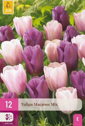 Tulpen macaron mix 12 bollen
