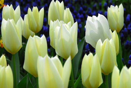 Tulpen Purissima 10 bollen - afbeelding 2