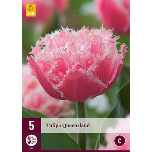 Tulpen Queensland 5 stuks - afbeelding 1