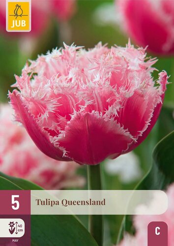Tulpen Queensland 5 stuks - afbeelding 4