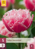 Tulpen Queensland 5 stuks - afbeelding 4