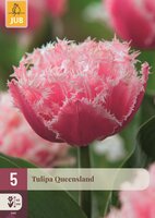 Tulpen Queensland 5 stuks