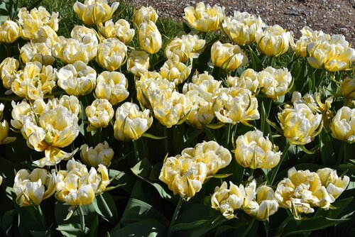 Tulpen sweet valley 5 bollen - afbeelding 3