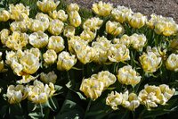 Tulpen sweet valley 5 bollen - afbeelding 3
