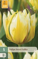 Tulpen sweet valley 5 bollen