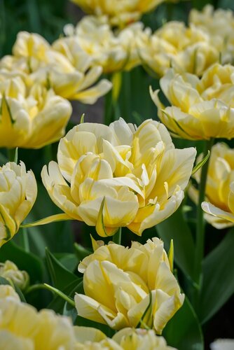 Tulpen sweet valley 5 bollen - afbeelding 2