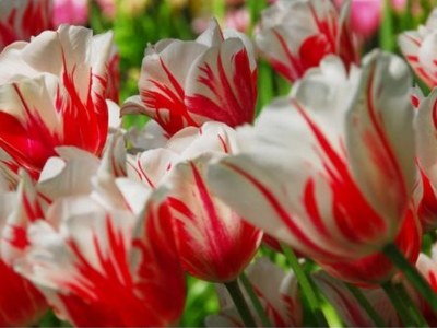 Tulpenbollen enkel laat