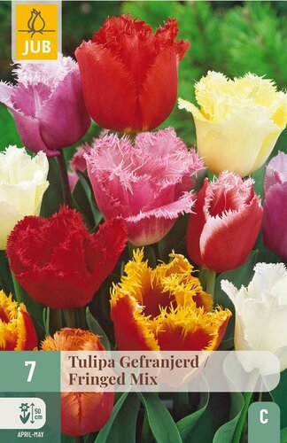 Tulpenbollen gefranjerd mix 7 bollen - afbeelding 2