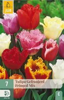 Tulpenbollen gefranjerd mix 7 bollen - afbeelding 2