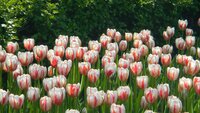 Tulpenbollen triumph happy generation 7 bollen - afbeelding 3
