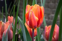 Tulpenbollen triumph hermitage 7 bollen - afbeelding 3