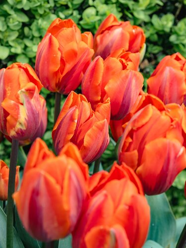 Tulpenbollen triumph hermitage 7 bollen - afbeelding 2