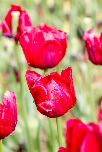 Tulpenbollen triumph ile de france 7 bollen - afbeelding 2