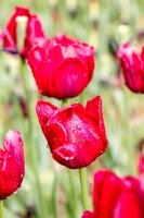Tulpenbollen triumph ile de france 7 bollen - afbeelding 2