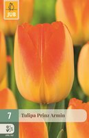Tulpenbollen triumph prinz Armin 7 bollen