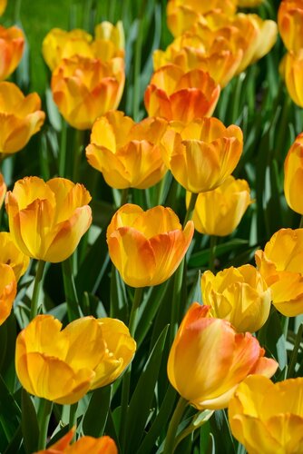 Tulpenbollen triumph prinz Armin 7 bollen - afbeelding 2