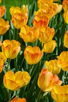 Tulpenbollen triumph prinz Armin 7 bollen - afbeelding 2