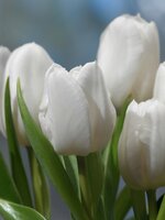 Tulpenbollen triumph wit 15 stuks - afbeelding 2