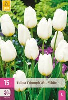 Tulpenbollen triumph wit 15 stuks