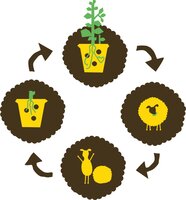 ORO Wolkorrel 2 kilo - afbeelding 3