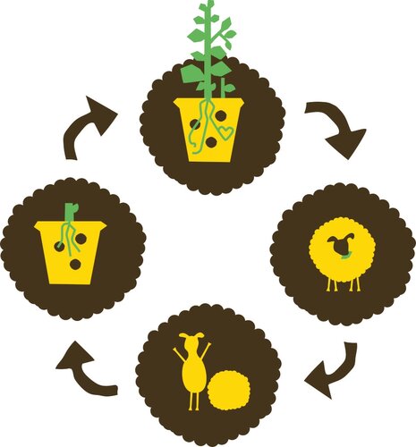 ORO Wolkorrel 5 kilo - afbeelding 3