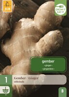 Zingiber officinale gember